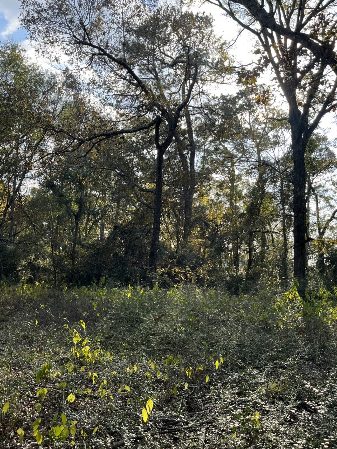 26870 Lazy Lane Magnolia, TX 77355 - Photo 4 of 18 a view of a tree in a yard