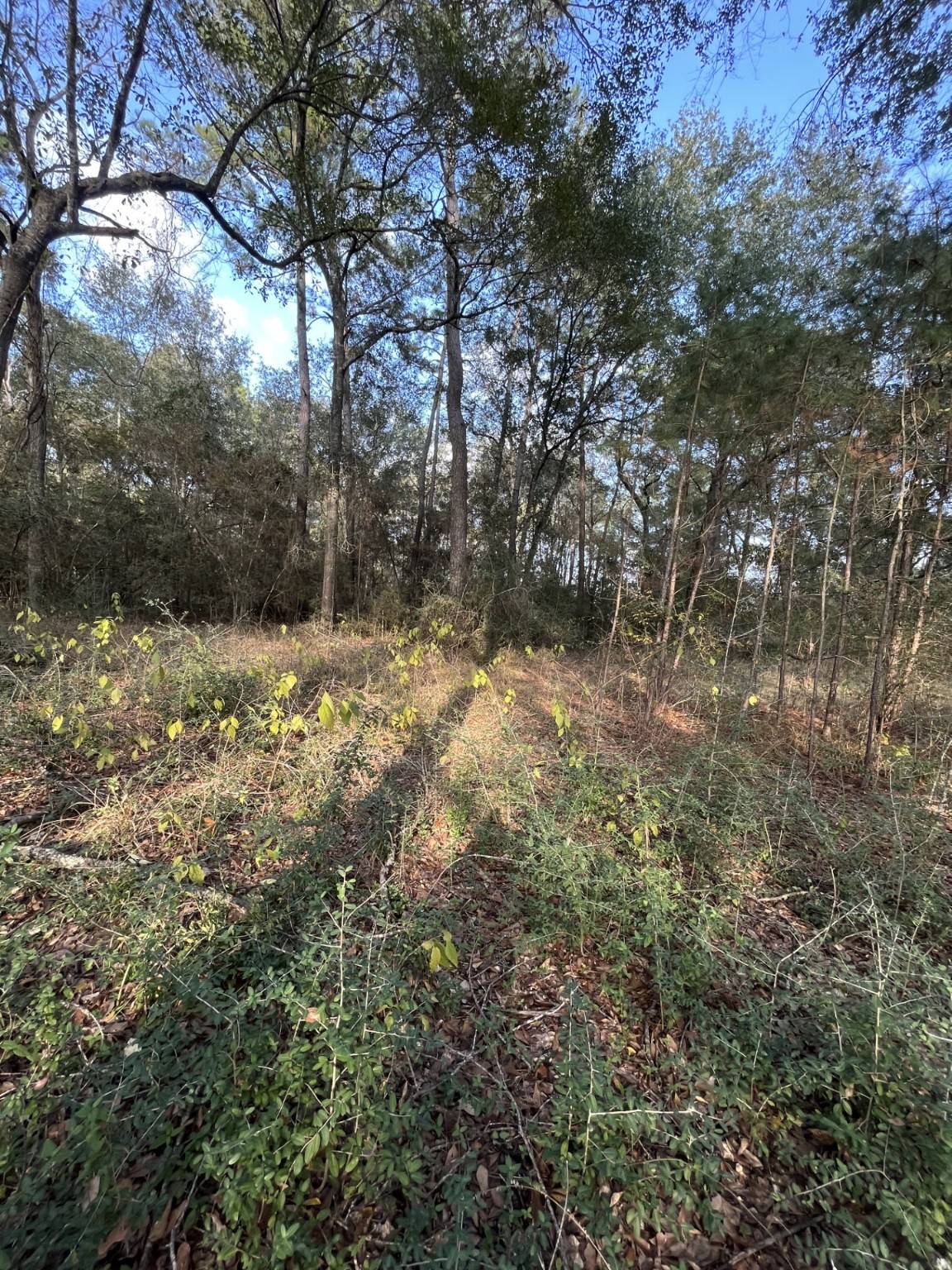 26870 Lazy Lane Magnolia, TX 77355 - Photo 6 of 18