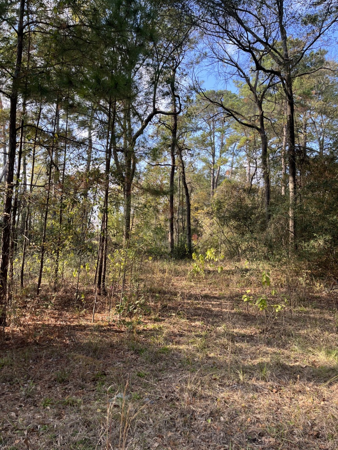 26870 Lazy Lane Magnolia, TX 77355 - Photo 7 of 18 a backyard of a house with lots of green space