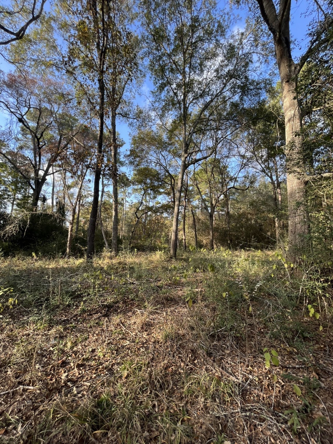 26870 Lazy Lane Magnolia, TX 77355 - Photo 8 of 18 a view of a yard with a tree