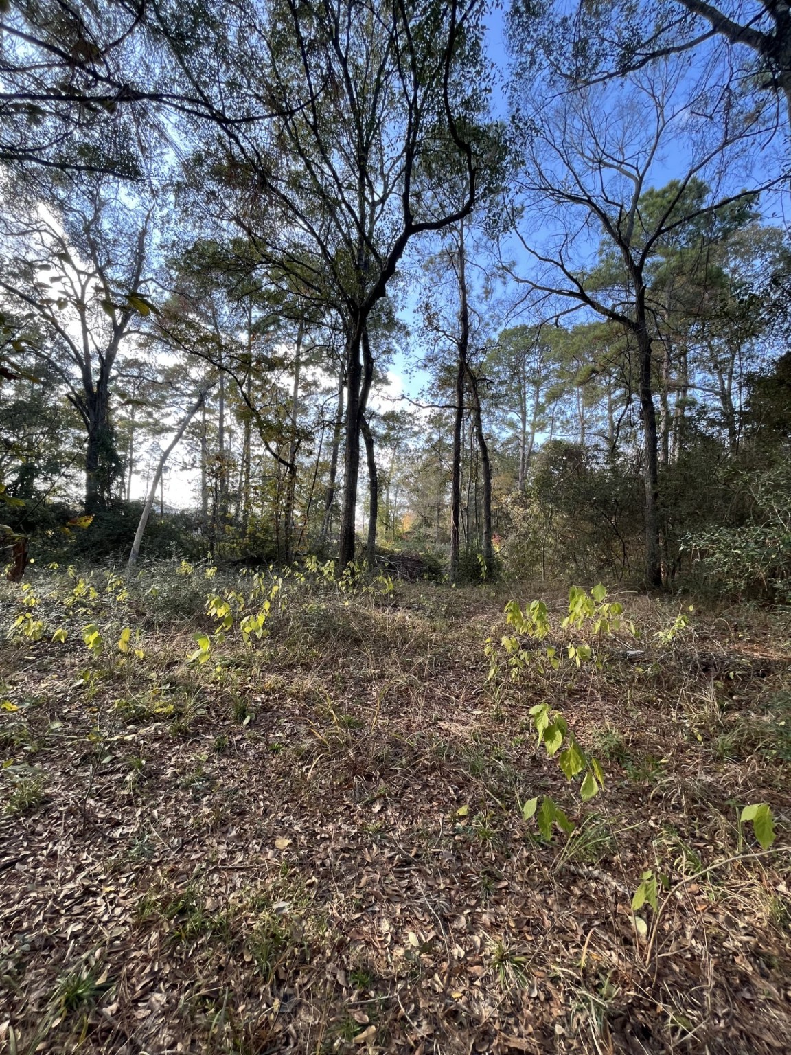 26870 Lazy Lane Magnolia, TX 77355 - Photo 9 of 18 a backyard of a house with lots of green space