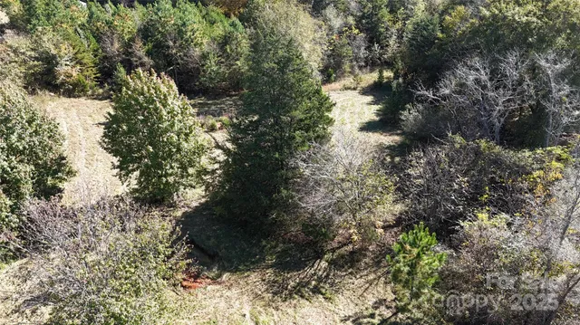 a view of a yard with plants and large trees