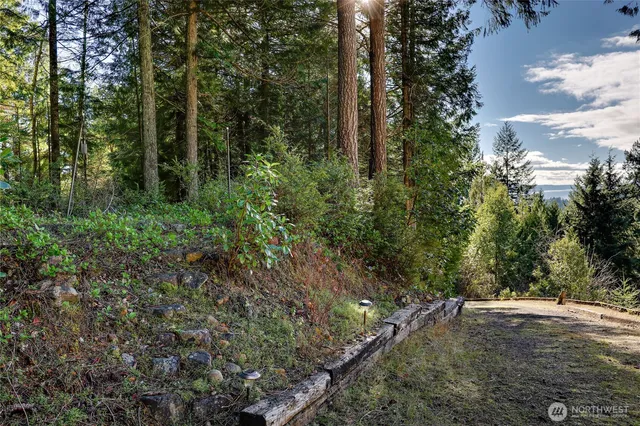 a view of a forest filled with trees