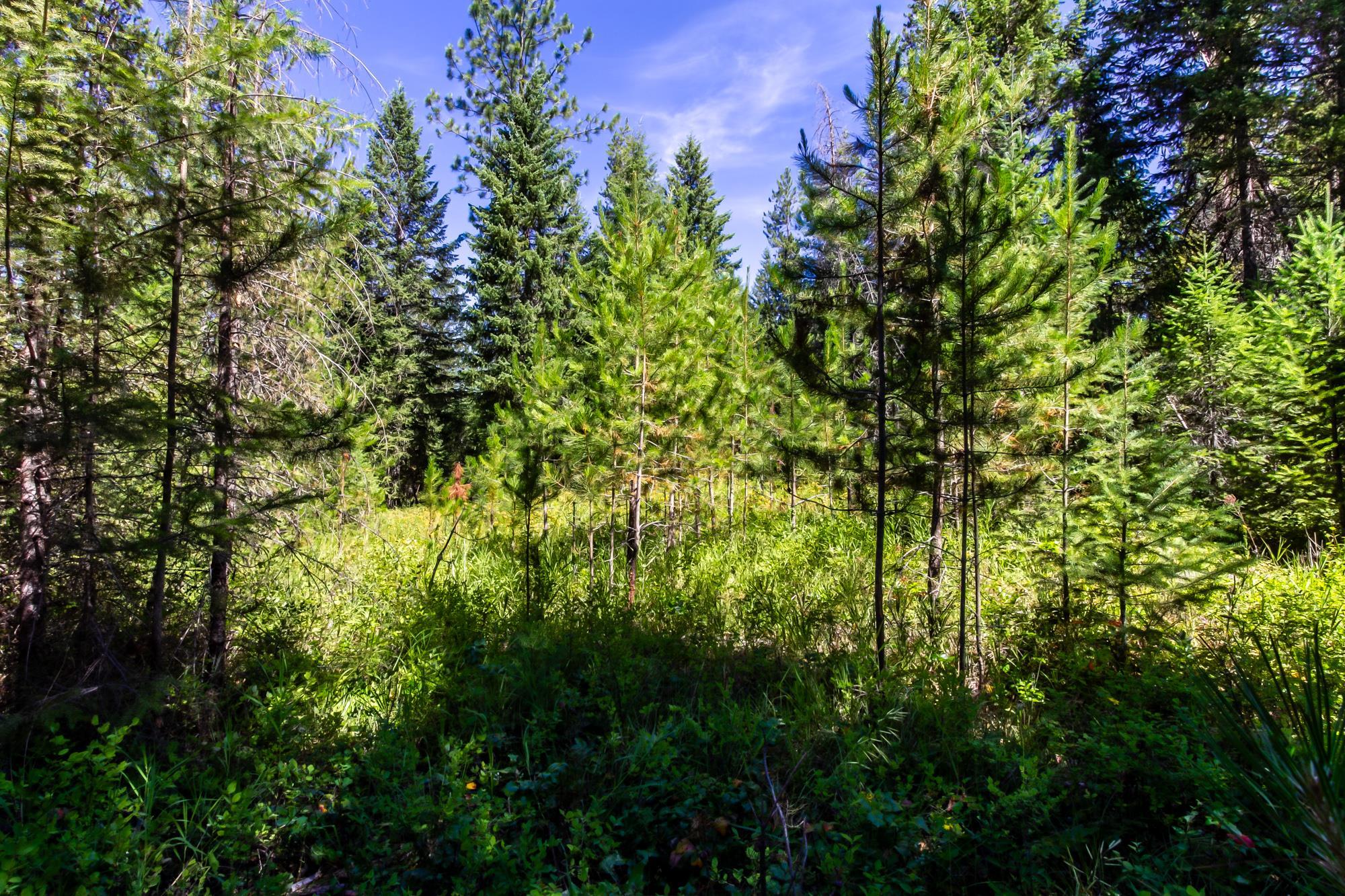 2443 Eagle-Lambert Road Chewelah, WA 99109 - Photo 16 of 26