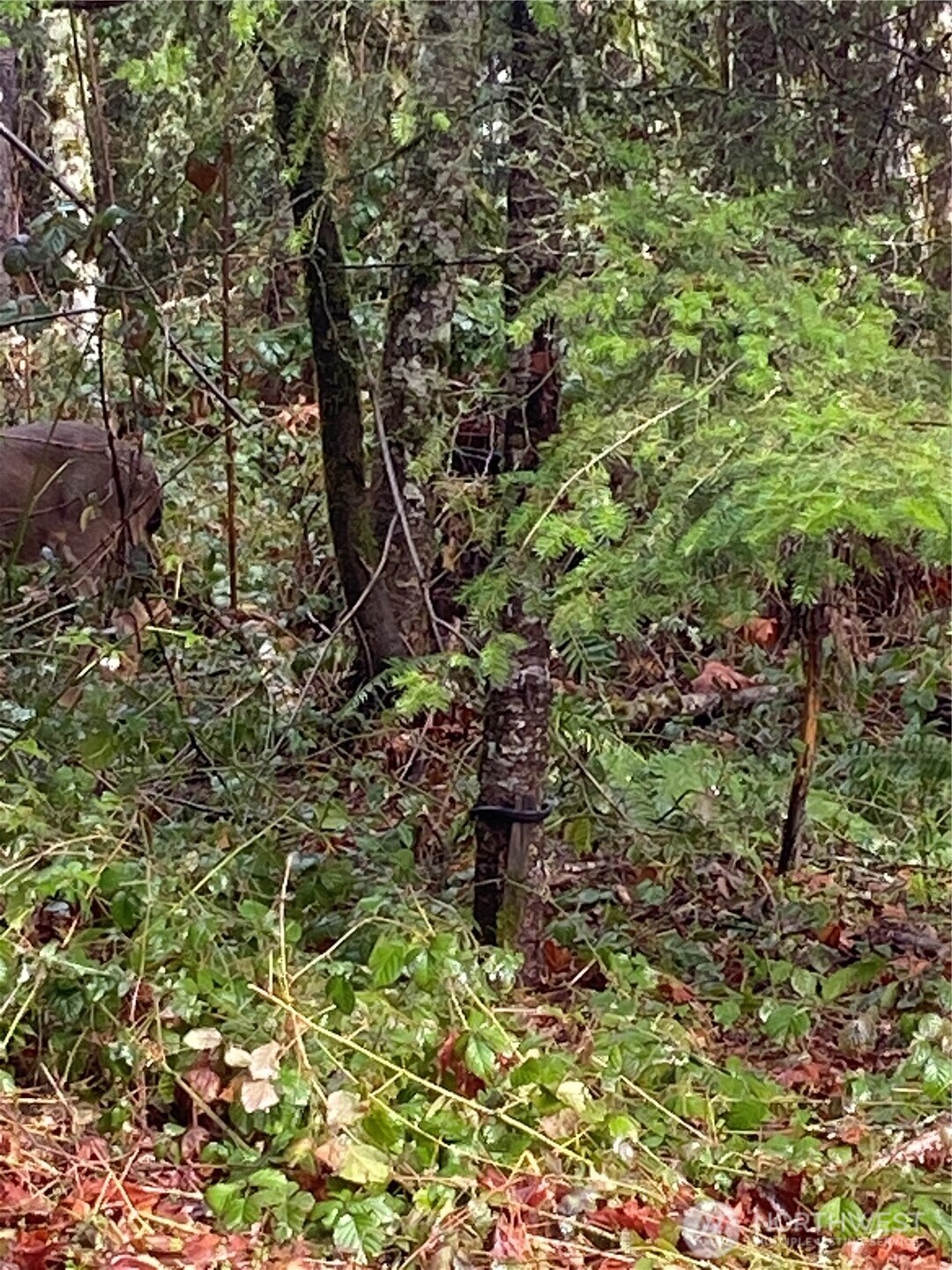 0 238th Avenue East Buckley, WA 98321 - Photo 18 of 31 a view of a garden with plants