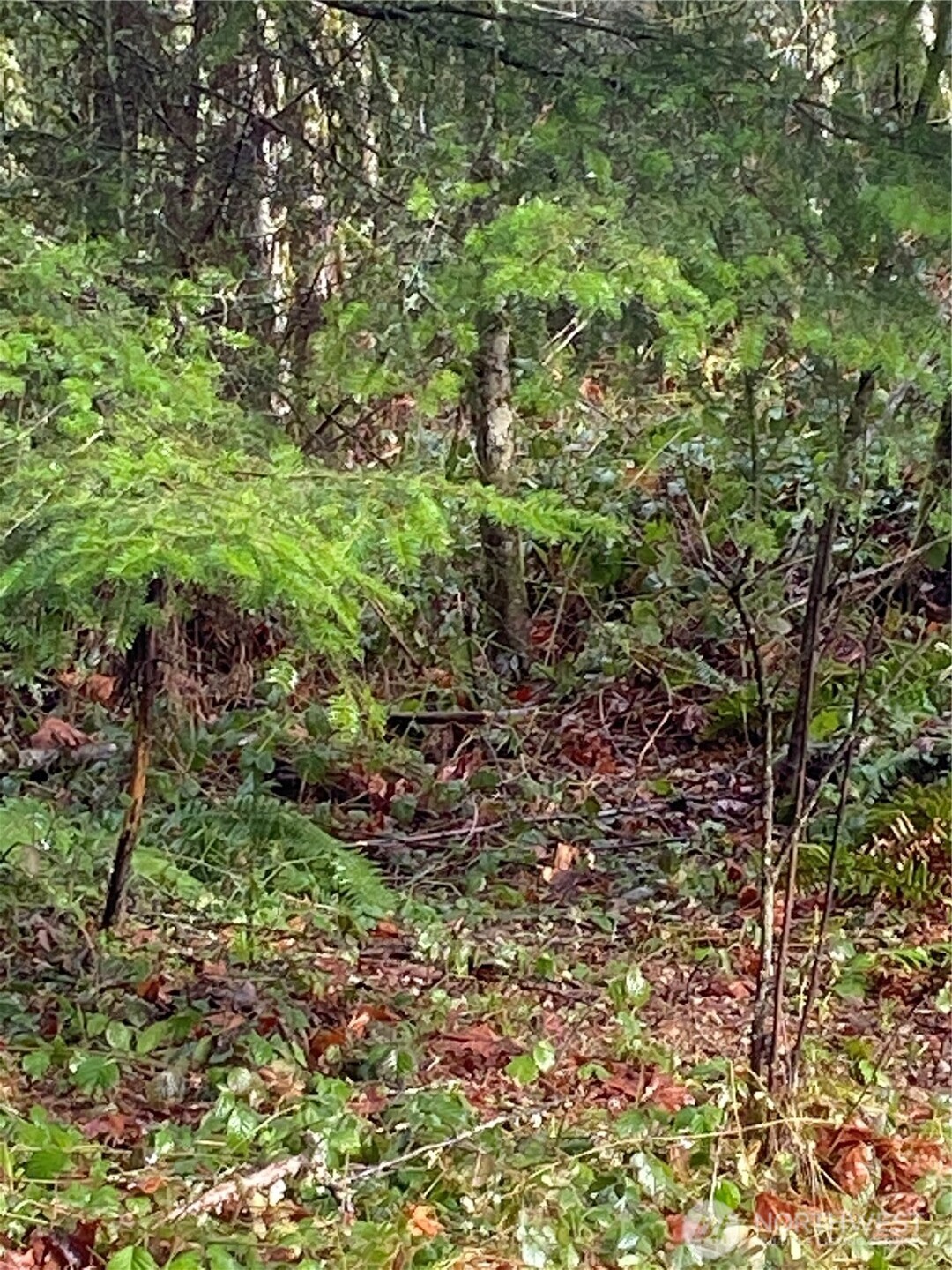 0 238th Avenue East Buckley, WA 98321 - Photo 19 of 31 a view of a large yard with lots of green space