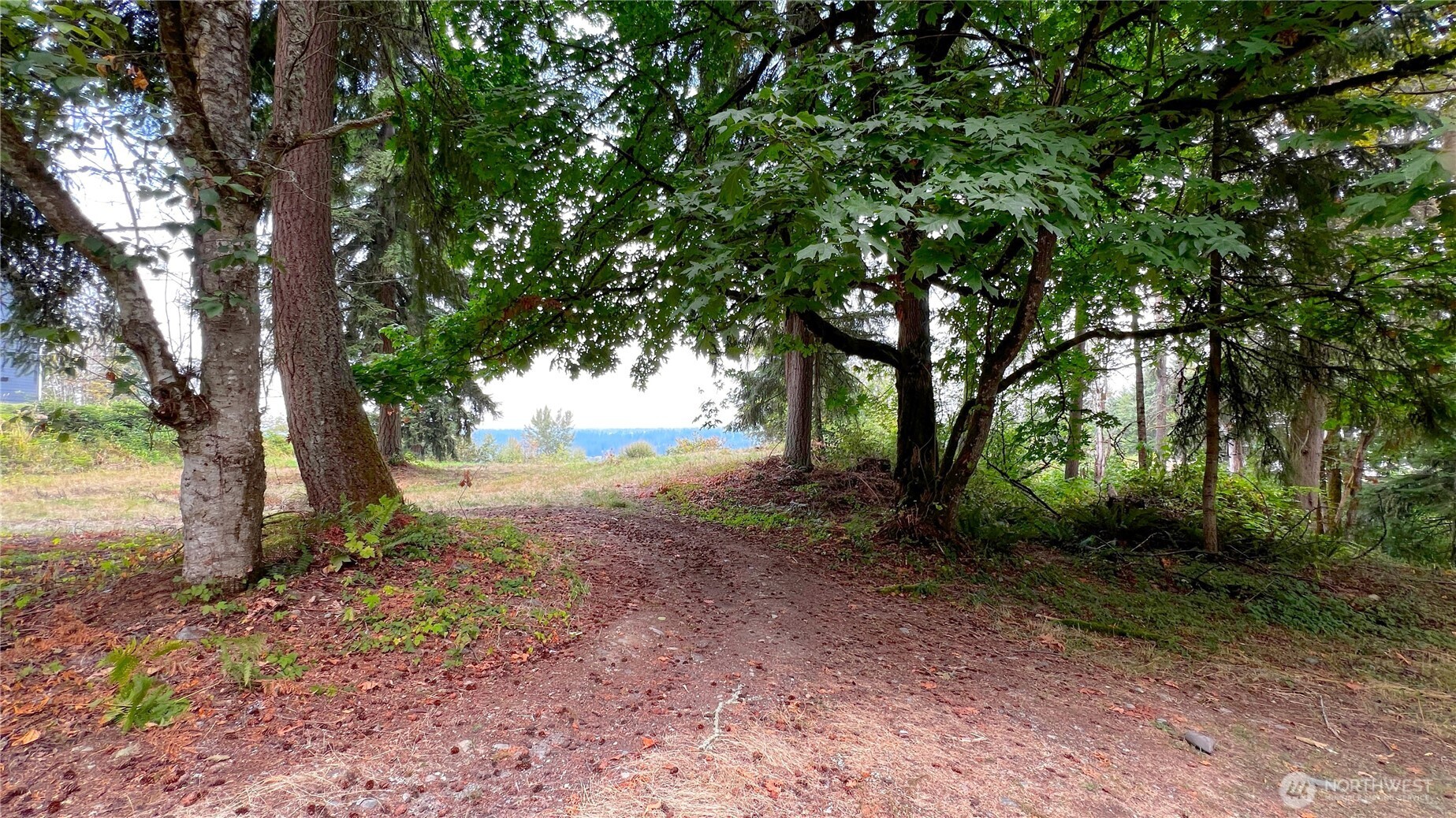 0 238th Avenue East Buckley, WA 98321 - Photo 31 of 31 a view of a forest that has large trees
