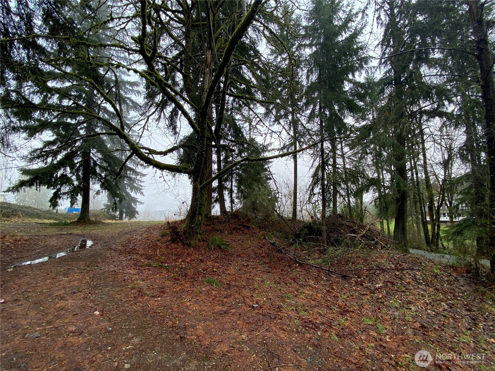 0 238th Avenue East Buckley, WA 98321 - Photo 8 of 31 a view of a tree in the middle of a yard