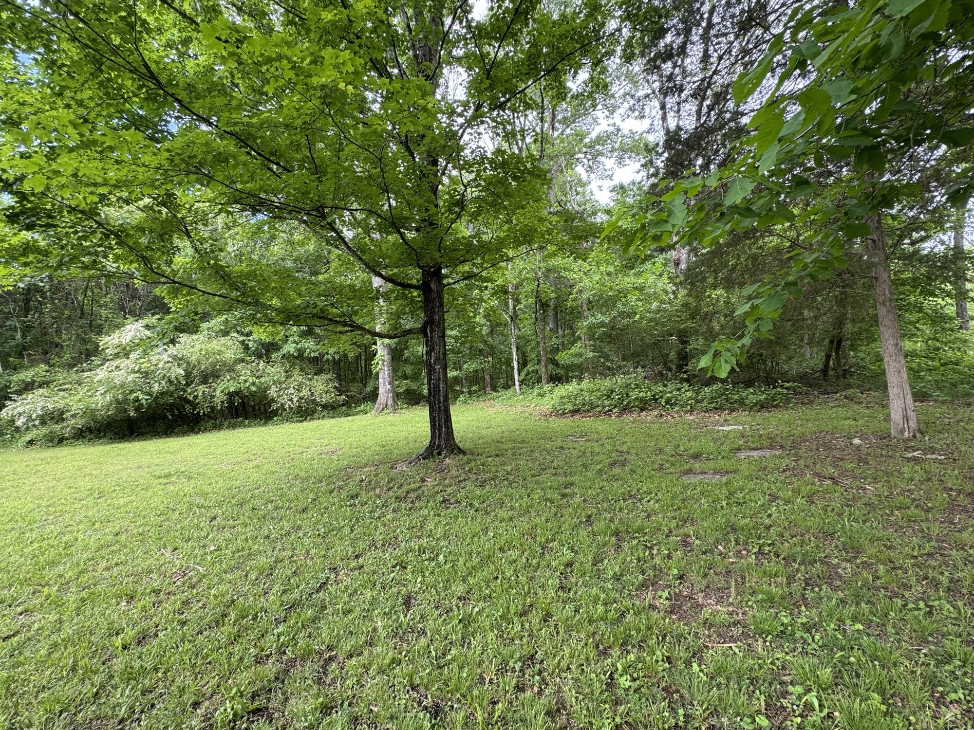 2306 Raspberry Lane Lebanon, TN 37087 - Photo 90 of 100 a view of a tree in a yard