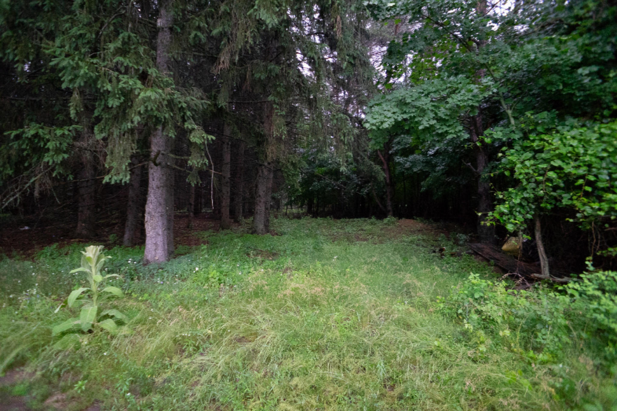 9201 Beardsley Road Carson City, MI 48811 - Photo 20 of 22 _DSC2024