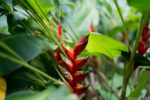 a view of a yard with plants