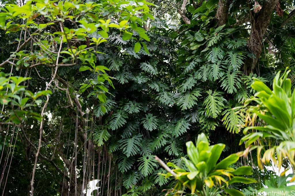 3242 Pelekane Drive Honolulu, HI 96817 - Photo 20 of 25 a backyard of a house with lots of green space
