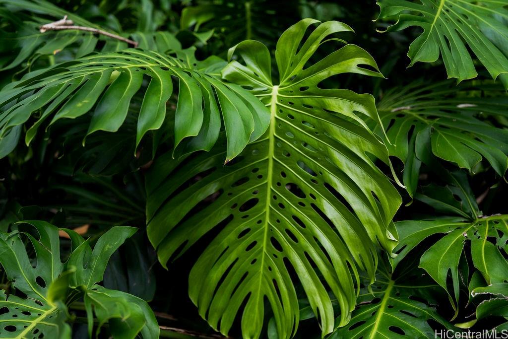 3242 Pelekane Drive Honolulu, HI 96817 - Photo 22 of 25 a view of banana tree