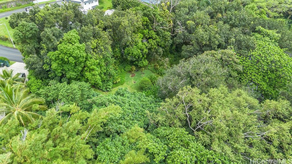 3242 Pelekane Drive Honolulu, HI 96817 - Photo 6 of 25 a view of a lush green forest