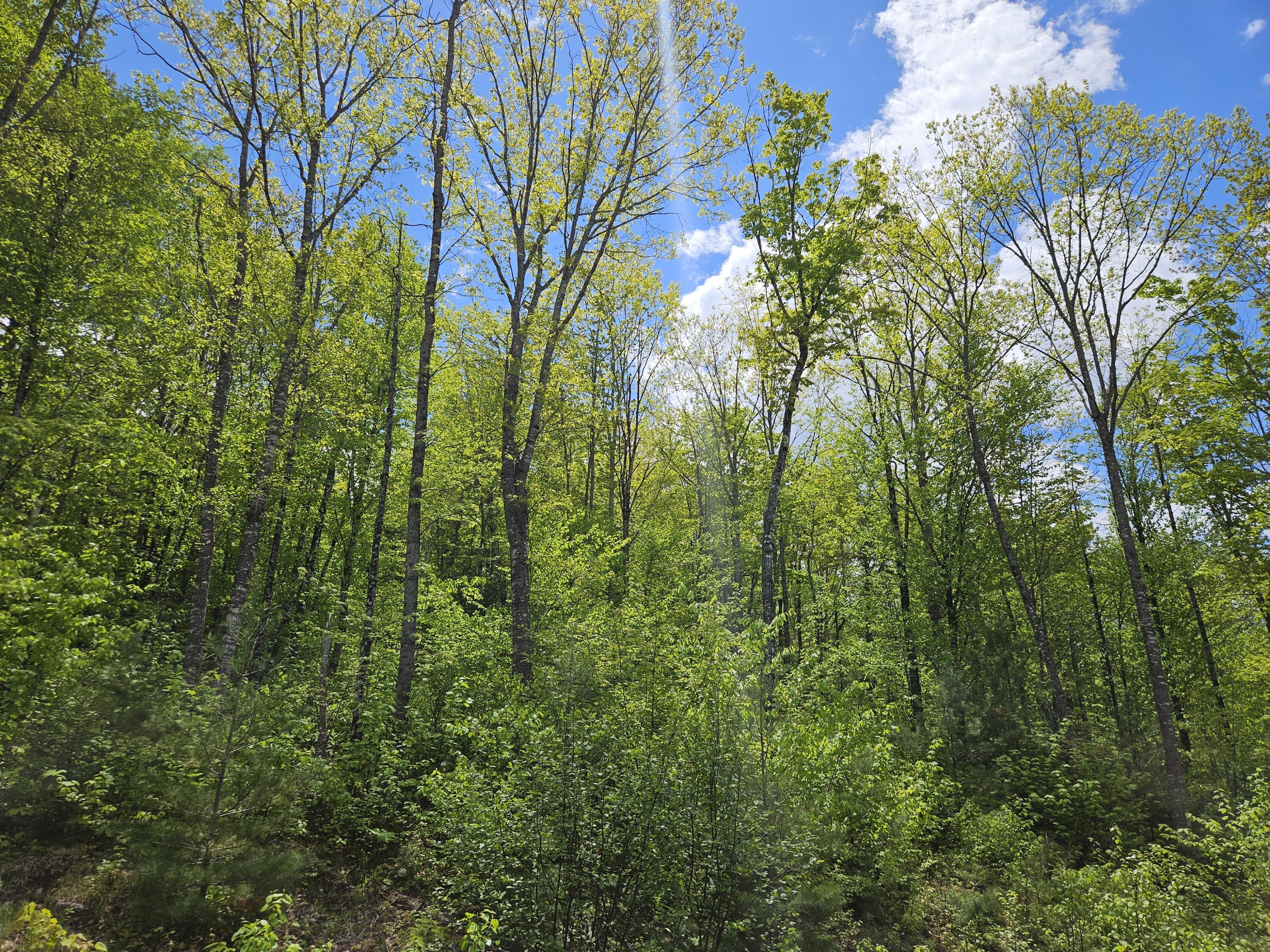 2 Mud Pond Road Madrid Township, ME 04966 - Photo 42 of 42 Madrid Lot