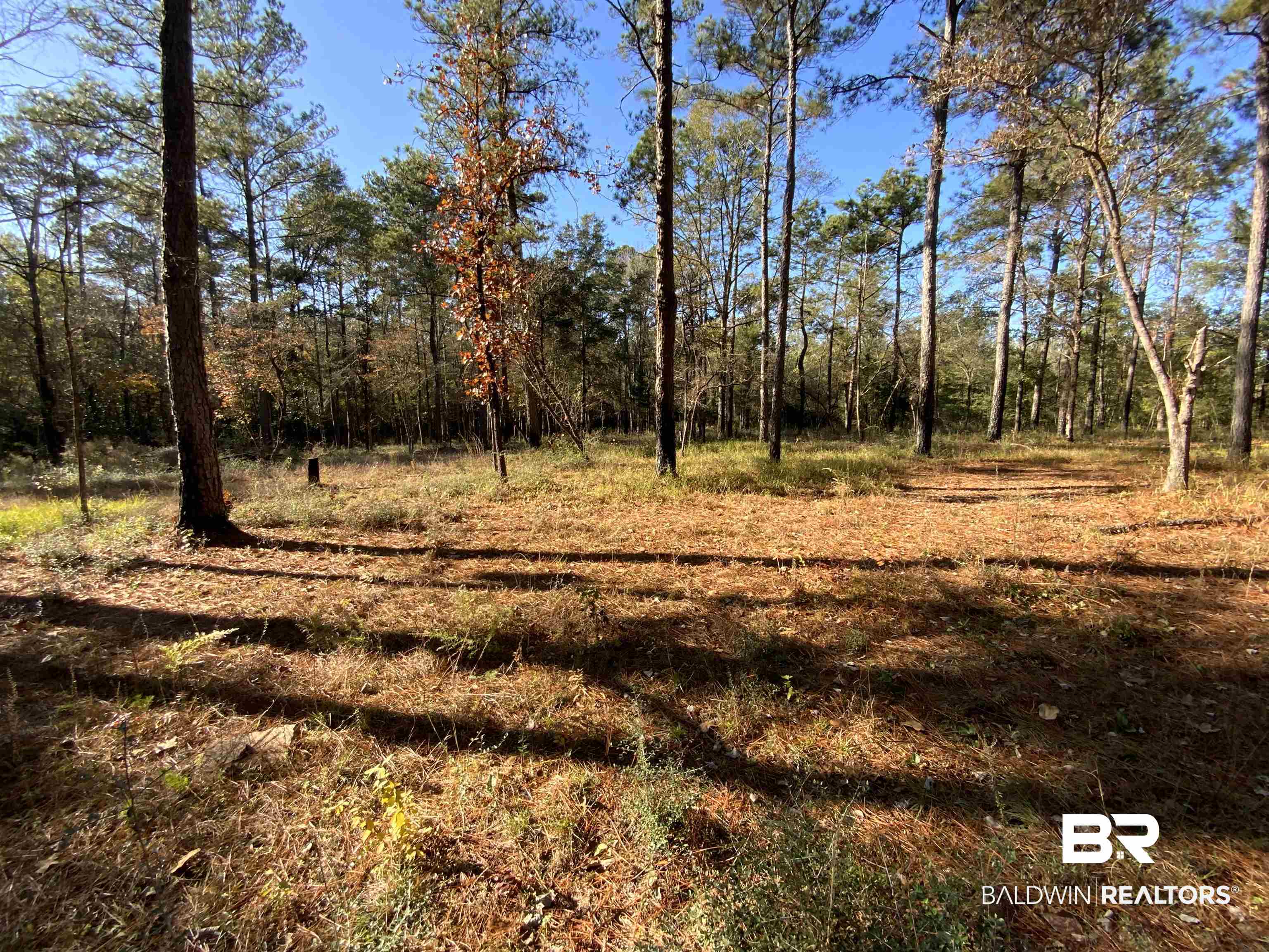 10 Drinkard Road Bay Minette, AL 36507 - Photo 12 of 16 View of tree filled area