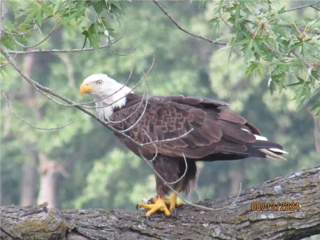 $587,000 | 779 Northwest South Shore Drive, Lake Waukomis, MO 64151