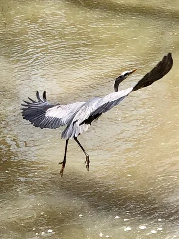 $587,000 | 779 Northwest South Shore Drive, Lake Waukomis, MO 64151