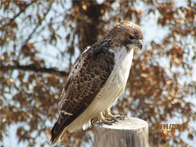 $587,000 | 779 Northwest South Shore Drive, Lake Waukomis, MO 64151