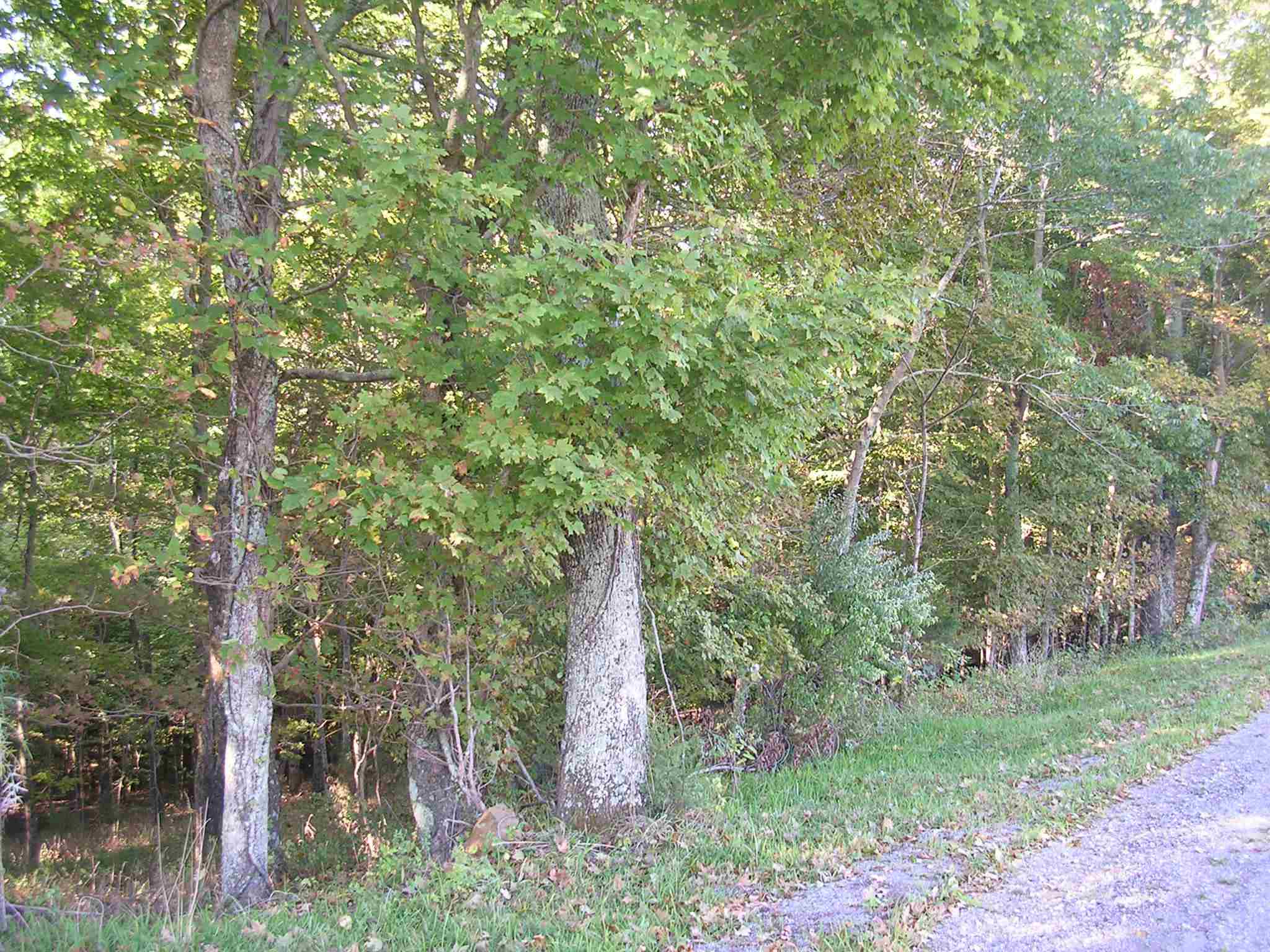 2640 Mt Shelter Road Vienna, IL 62995 - Photo 3 of 5 Gallery Image 3