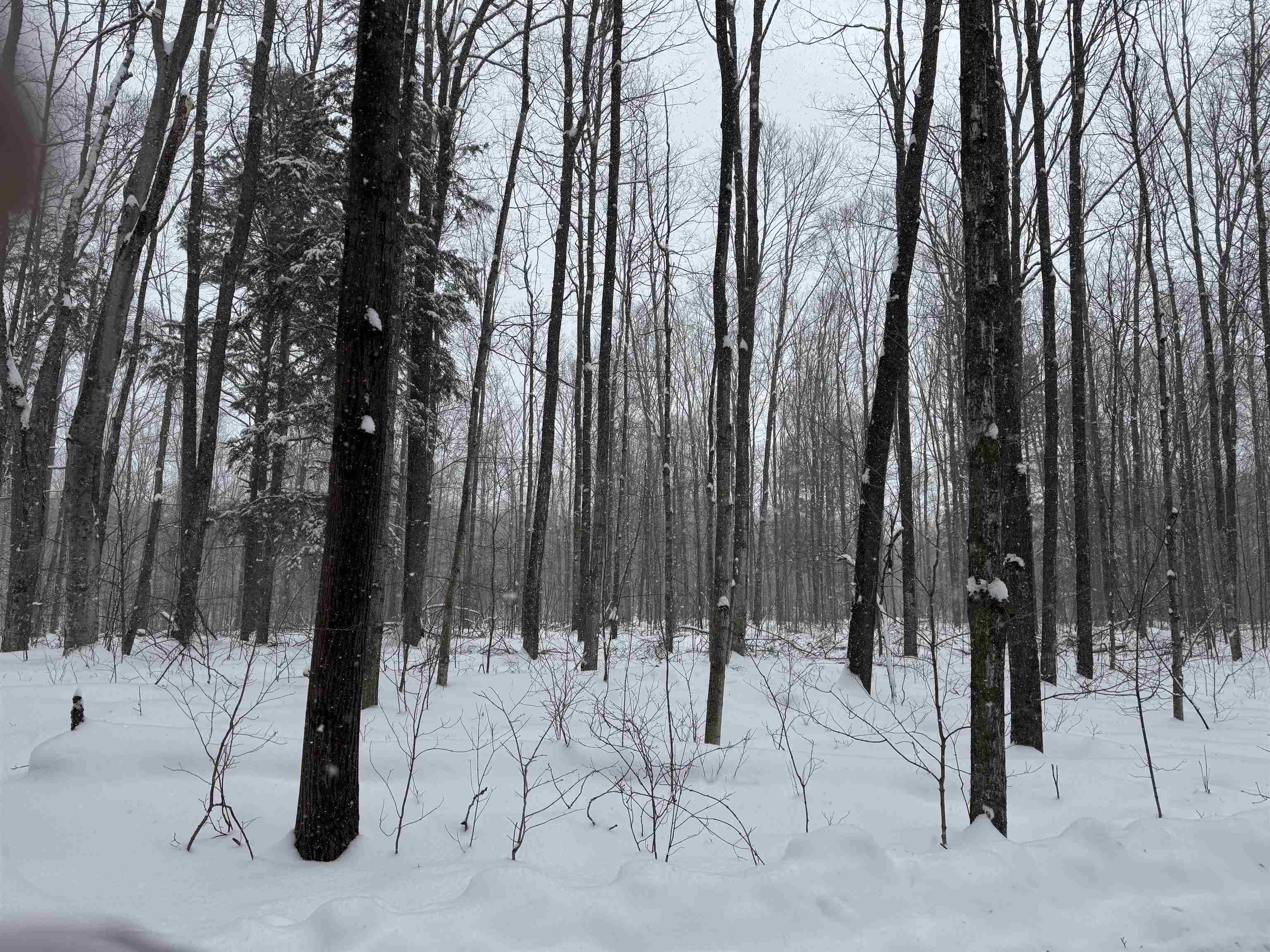 -dreffs Off McCoy Road Gaylord, MI 49735 - Photo 7 of 14
