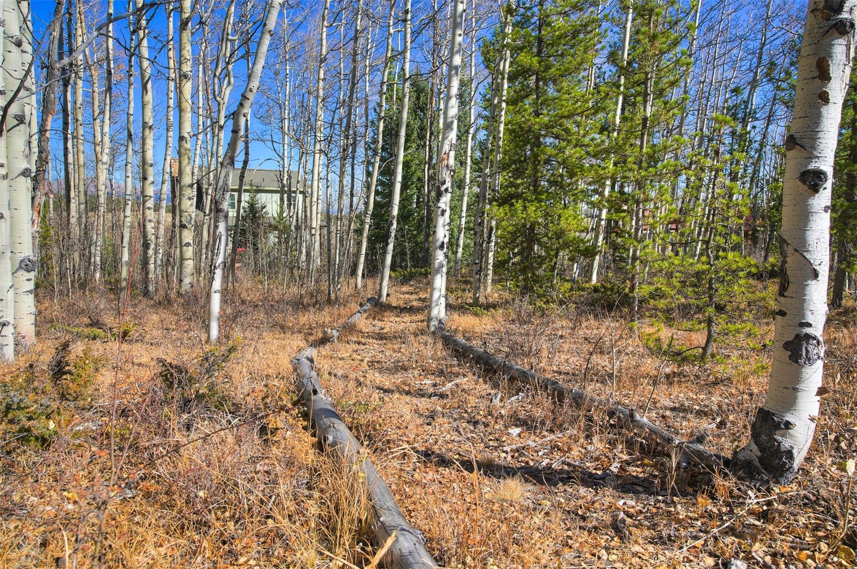 44 Rhodes Court Fairplay, CO 80440 - Photo 14 of 40 Stroll through the Aspen groves!