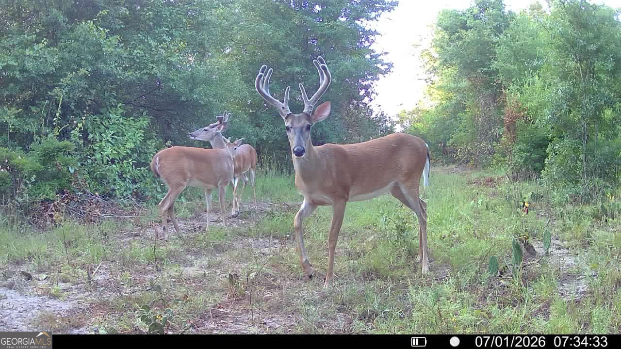 Tbd Tbd Wooten Road Cuthbert, GA 39840 - Photo 8 of 71