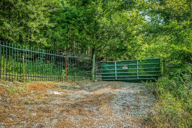 a view of a lush green forest