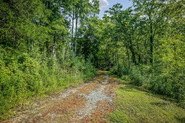 a view of yard with green space