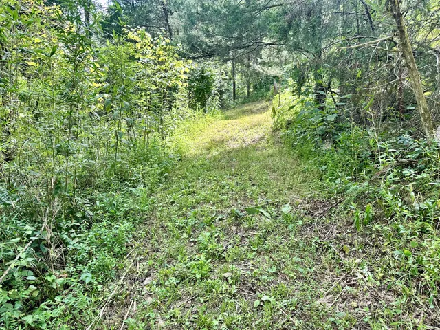 a view of a yard with a tree