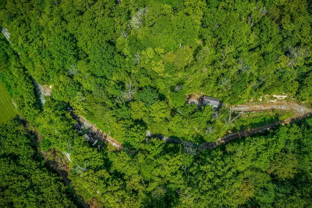 a view of a lush green forest with large trees