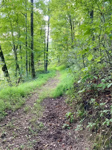 a view of a lush green forest