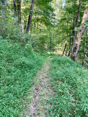 a view of a lush green space