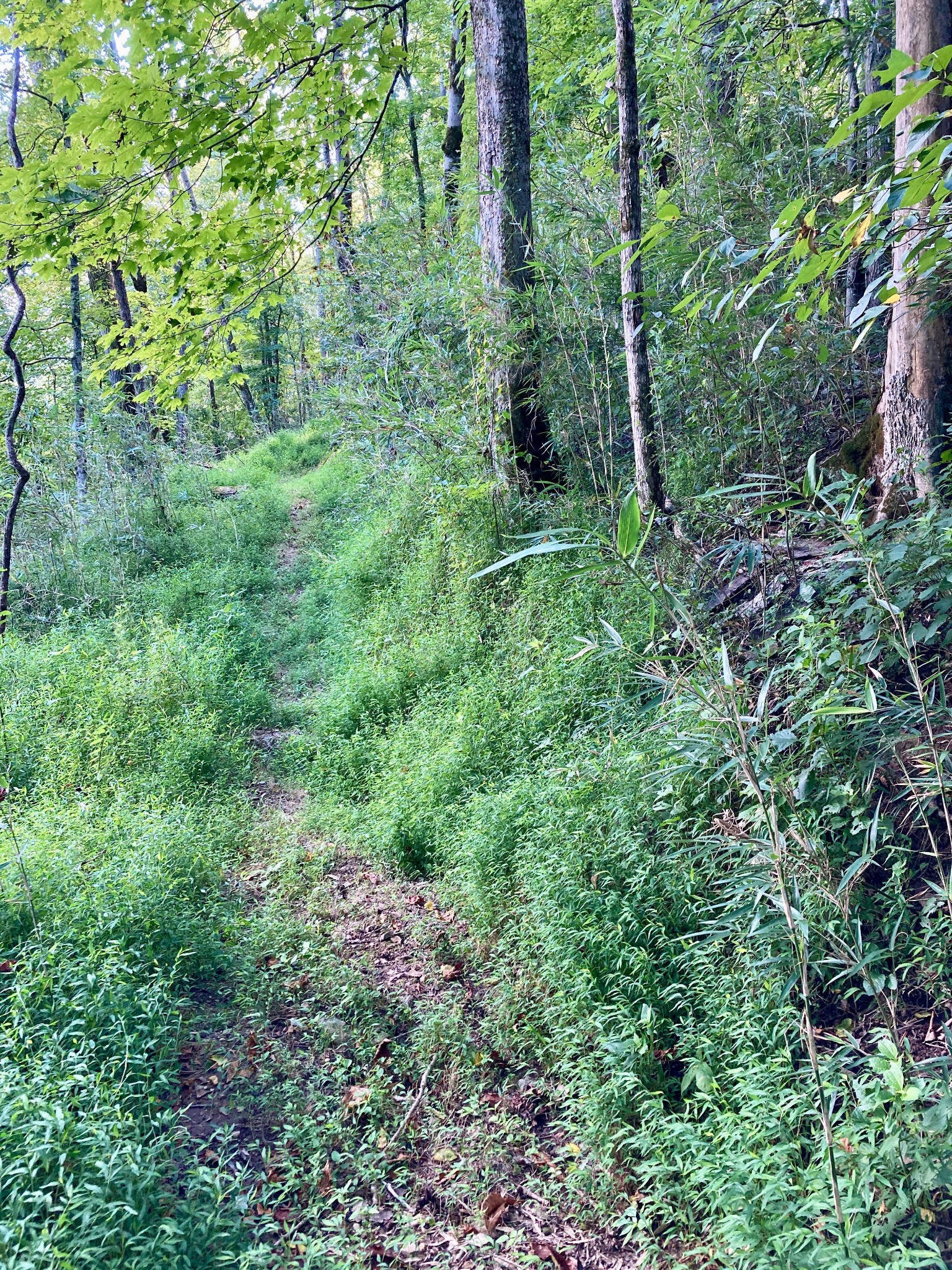 392 Possum Hollow Road Dowelltown, TN 37059 - Photo 28 of 37 Gallery Image 28