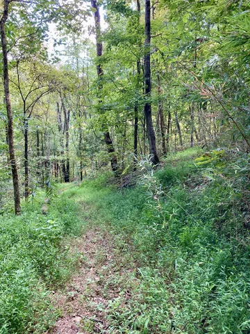 a view of a tree with a yard