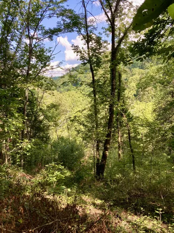 a view of a yard with large trees