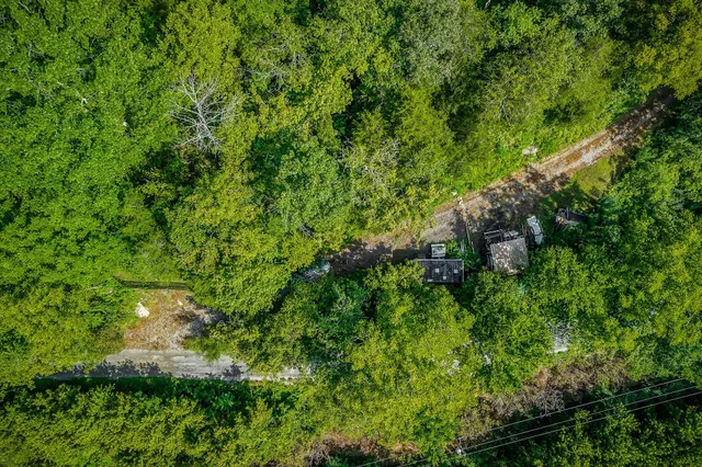 a view of a lush green forest with lots of trees