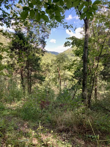 a view of a big yard