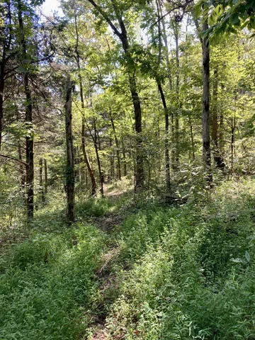 a view of a lush green space