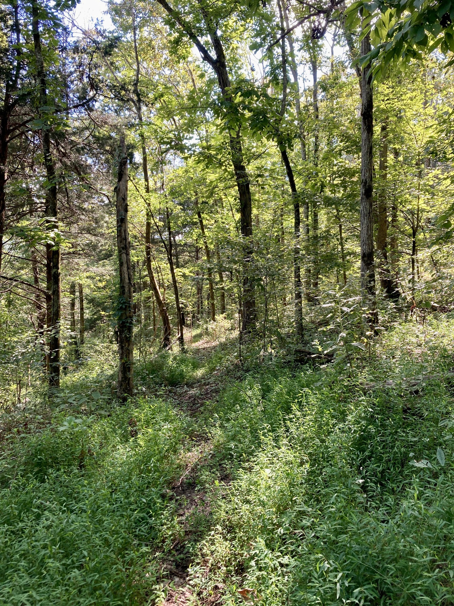 392 Possum Hollow Road Dowelltown, TN 37059 - Photo 32 of 37 Gallery Image 32