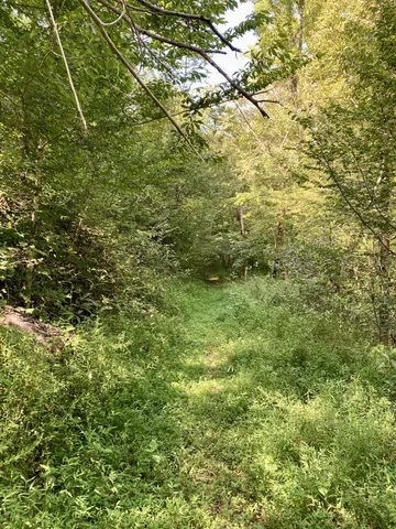 a view of a lush green forest