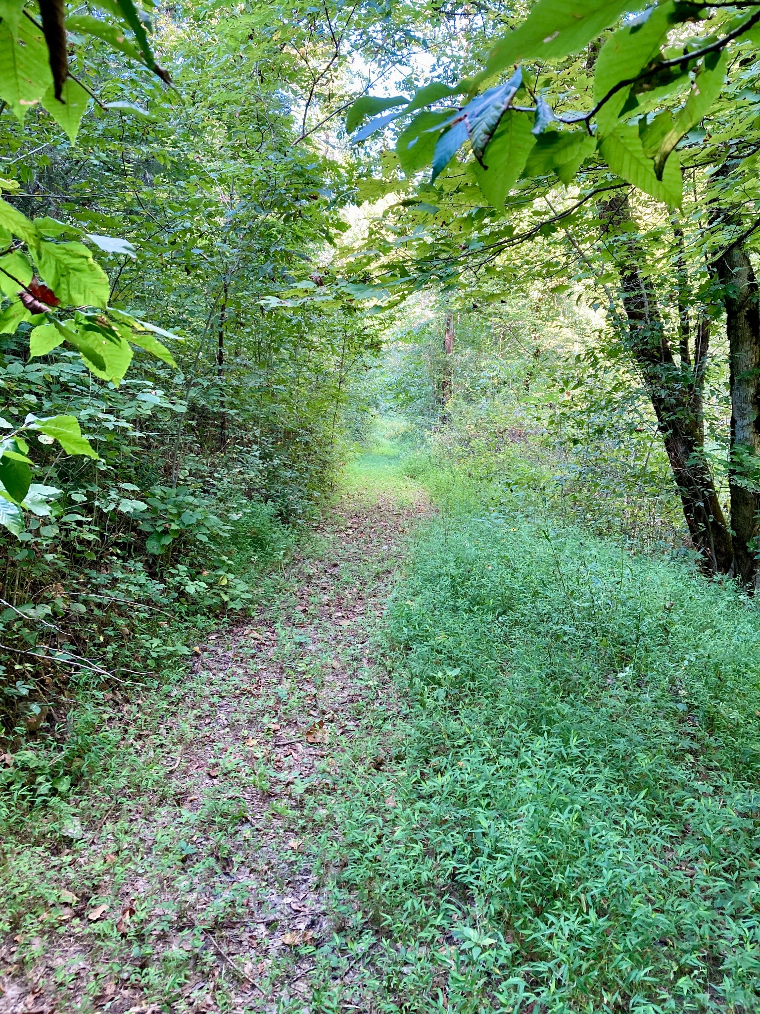 392 Possum Hollow Road Dowelltown, TN 37059 - Photo 34 of 37 Gallery Image 34