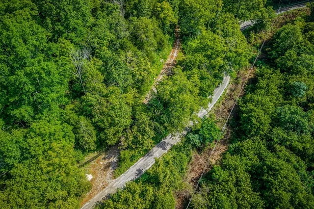 a view of a lush green forest