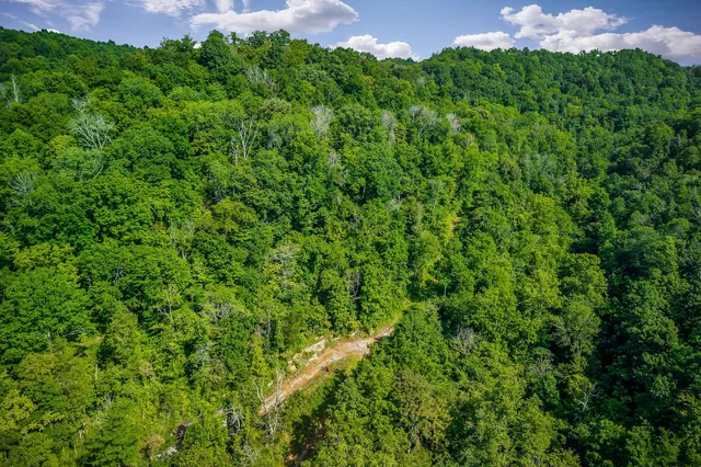 a bird view of a garden with a tree