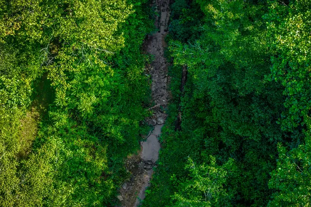 a view of a lush green space