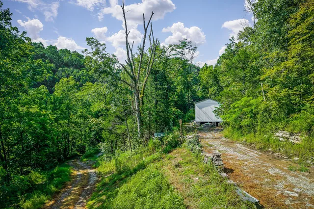 a view of a lush green forest with lots of trees