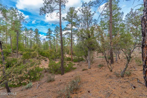 a view of a forest with trees