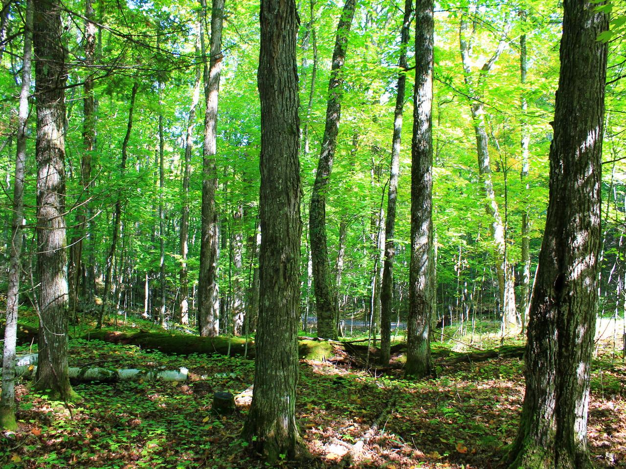 7421 Tall Timbers Road Presque Isle, WI 54557 - Photo 21 of 35 Gallery Image 21