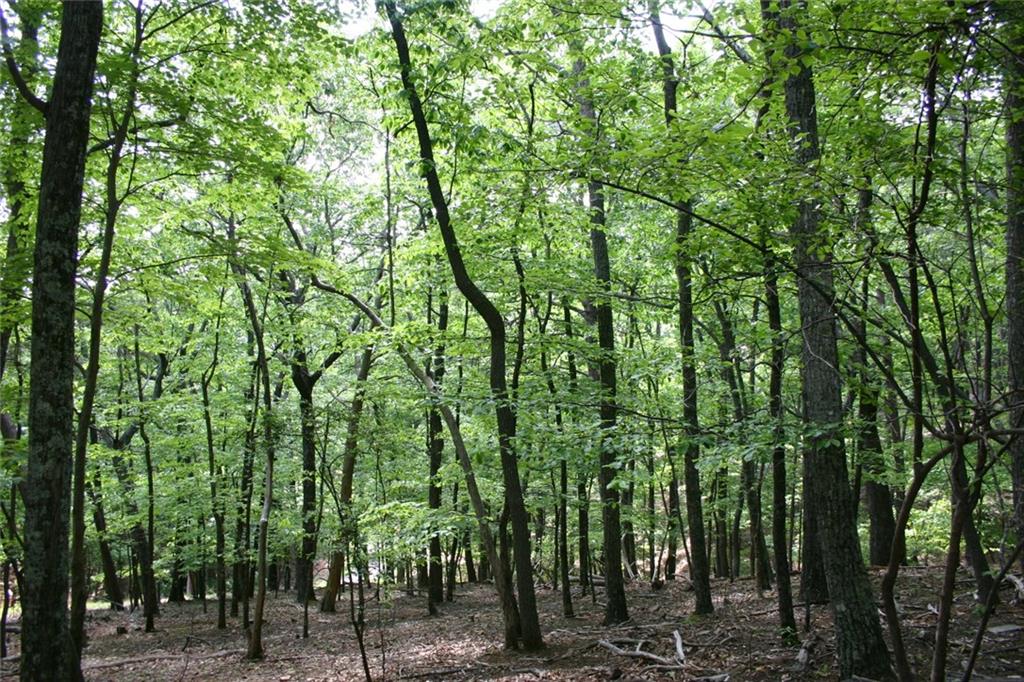 a view of a forest with lots of trees