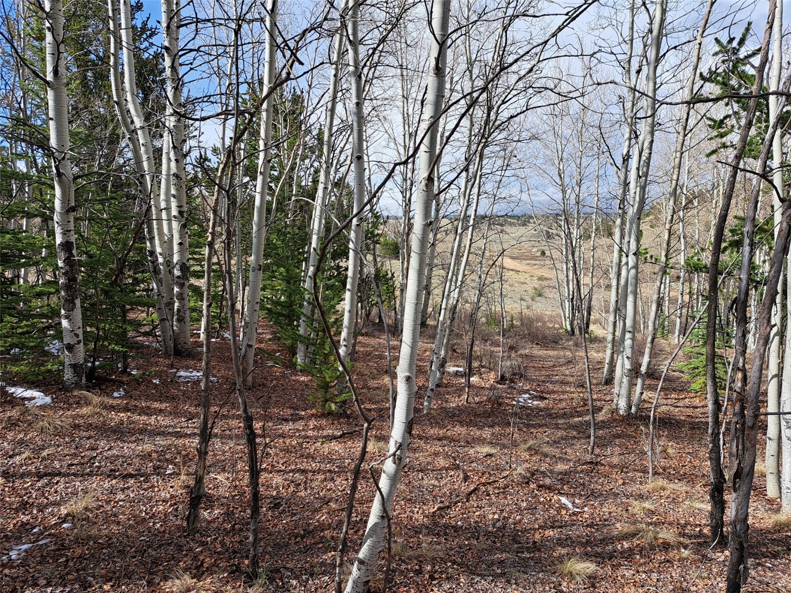 1411 Travois Road Como, CO 80456 - Photo 8 of 11 a view of a forest filled with trees